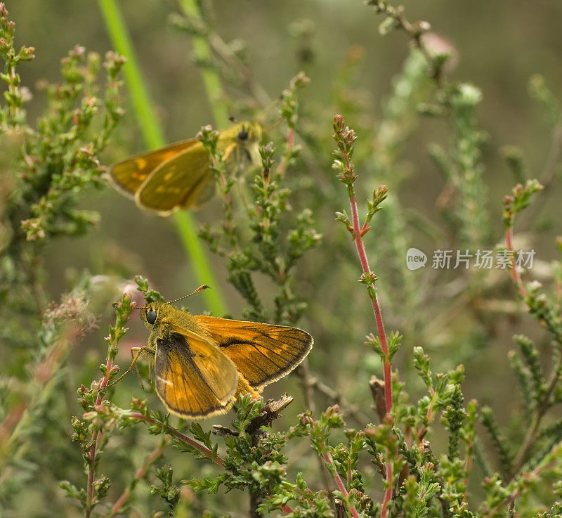 大蝴蝶(Ochlodes faunus)求偶